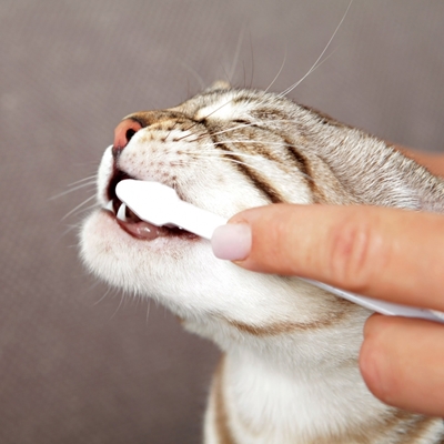 تصویر پک مسواک و خمیر دندان Trixie مخصوص گربه با طعم پنیر