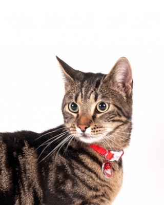 تصویر گردنبند Simon's Cat مخصوص گربه همراه با پلاک و زنگوله - رنگ قرمز